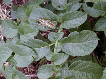 compostgrasshopper