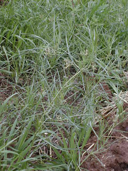 compostspike