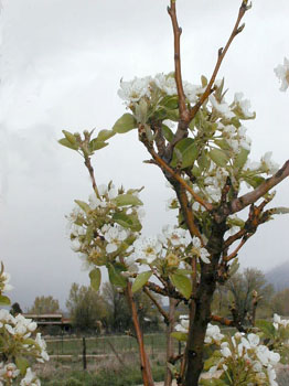 pearblossoms