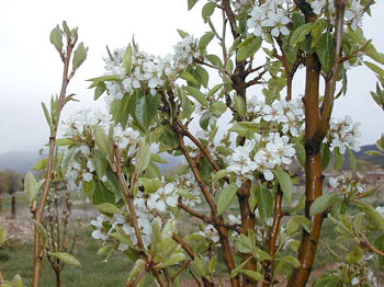 pearblossoms2