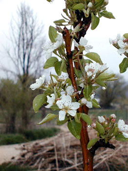 pearblossoms3