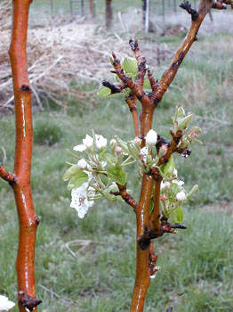 pearblossoms4