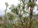 pearblossoms2