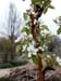 pearblossoms3