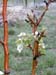 pearblossoms4