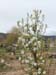 pearblossoms5