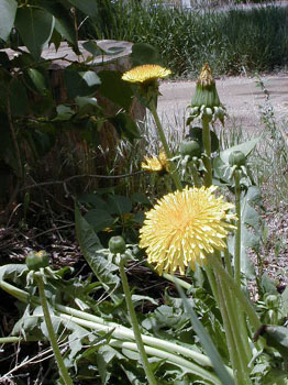 dandylion1