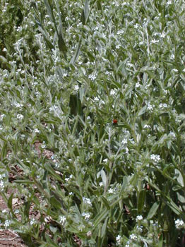 ladybug2
