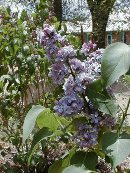 lilac1