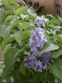 lilac3