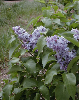 lilacblooming