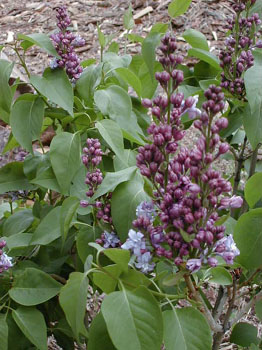 newlilac