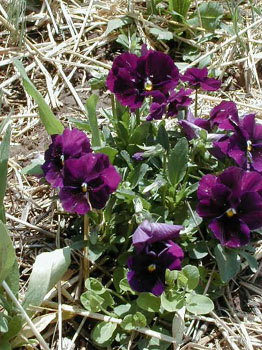 petunias