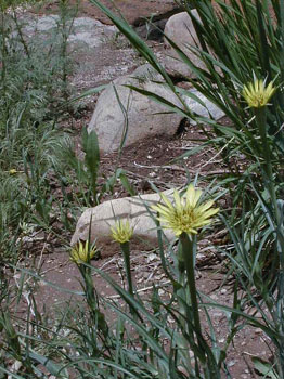 wildflower