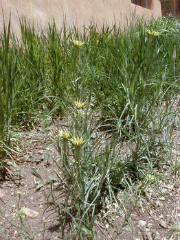 wildflowers2