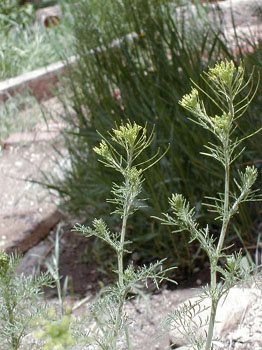 wildweed