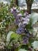 lilac1