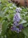 lilac3