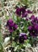petunias