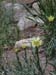 wildflower