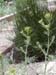wildweed