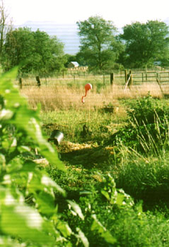 flamingo2