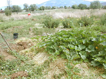 garden