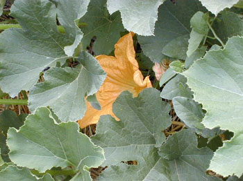 squash3