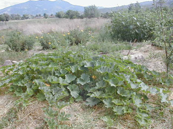 squash5