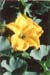 squash1