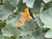 squash3