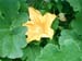 squash4