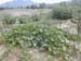 squash5