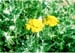 yarrow