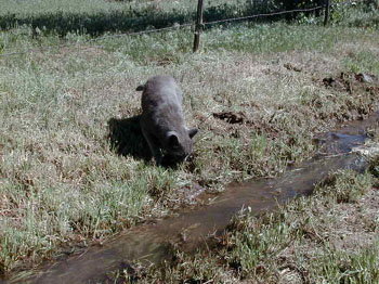 ditch08