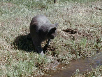 ditch09