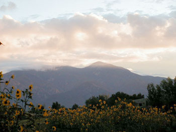 dawn823