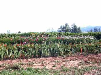 cerroflowers