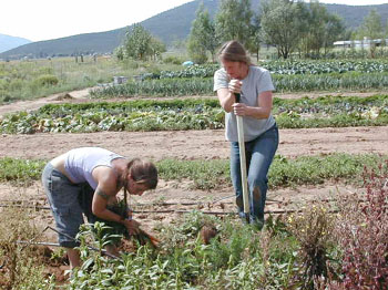 cerroharvesters