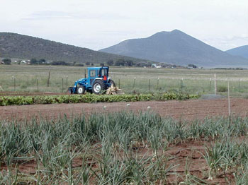 cerroonion
