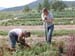 cerroharvesters