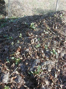 squashcompost