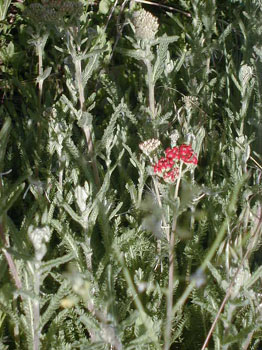 yarrow