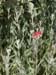 yarrow