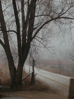 foggymorn