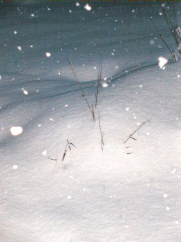 morningsnow1