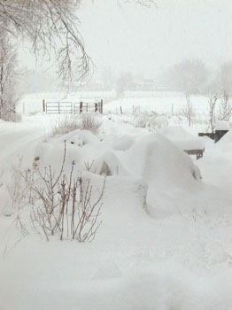 ternoonsnow2