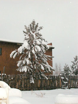 treesnow