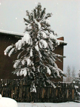 treesnow2