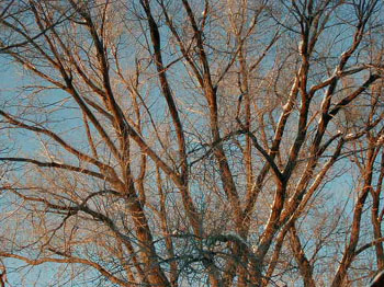 vkytree